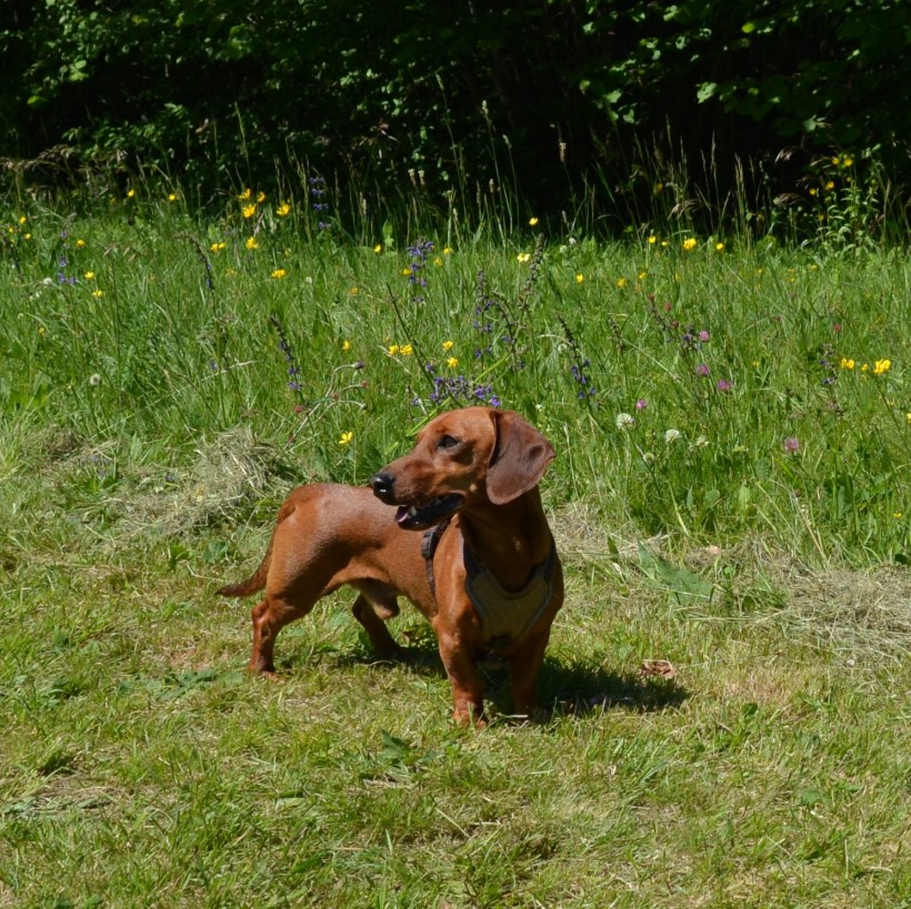 DSC_0321-2